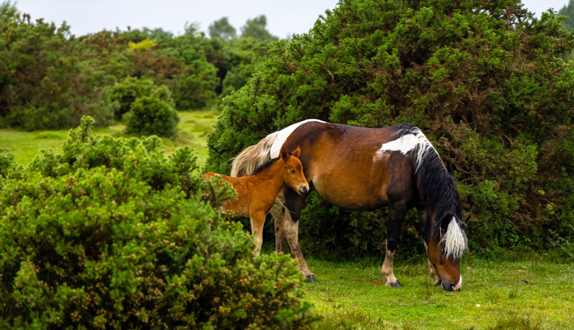 Wild horses in the New Forest, near The Old Mill pub with rooms