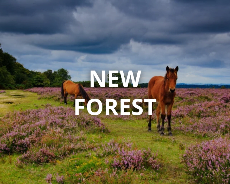 New Forest National Park near The Old Mill